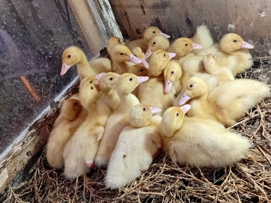 Утка Агидель двух недельный