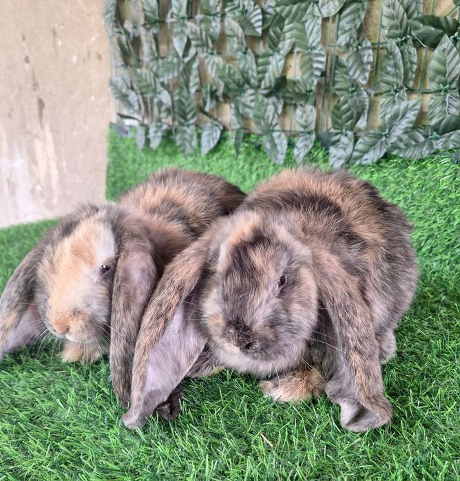 Французский баран рабочий самец крол