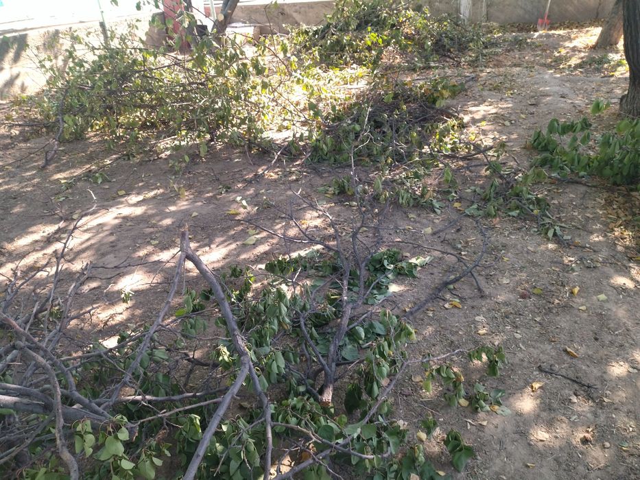 Отын шырпы тегін