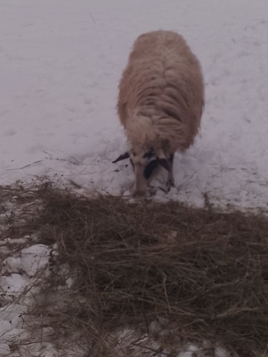 De vânzare 3 oi a făra