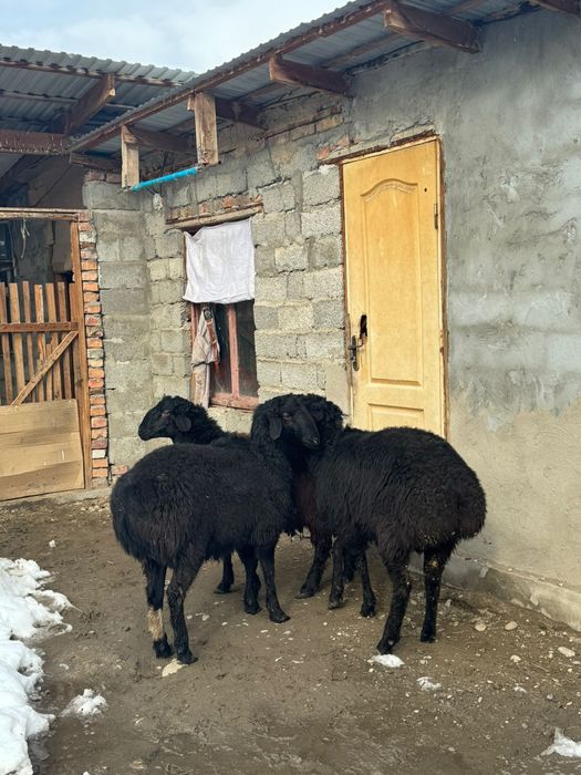 Тоқты қошқар сатылады