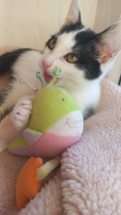 Котёнок мальчик игривый