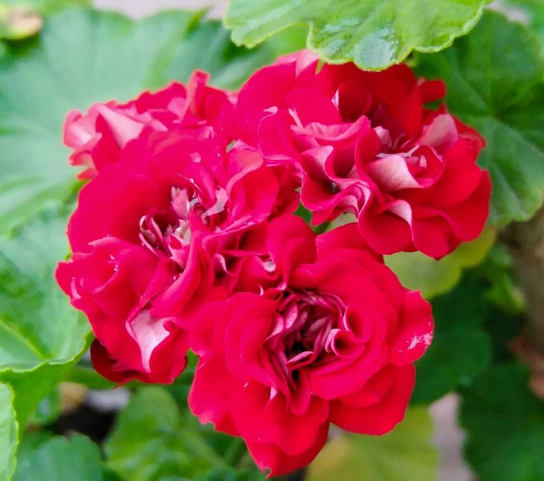 Комнатные цветы, герань розебудная