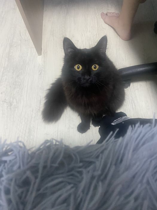 Отдам кота красивого.