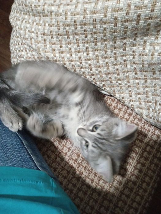 Отдам  котенка серого окраса