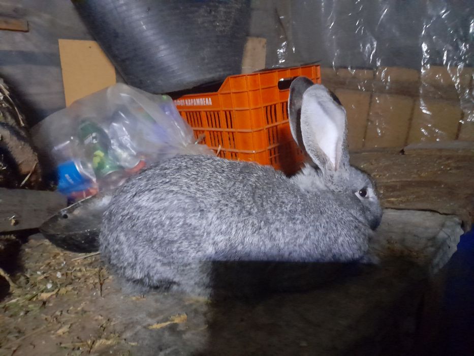 Se vinde pereche de epuri sau schimb