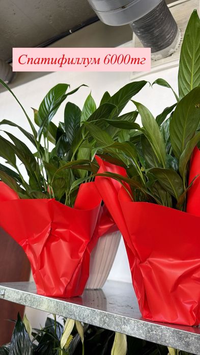 Недорогие цветы к празднику