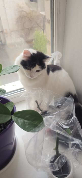 Отдам в добрые руки