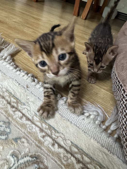 Продам бенгальских котят