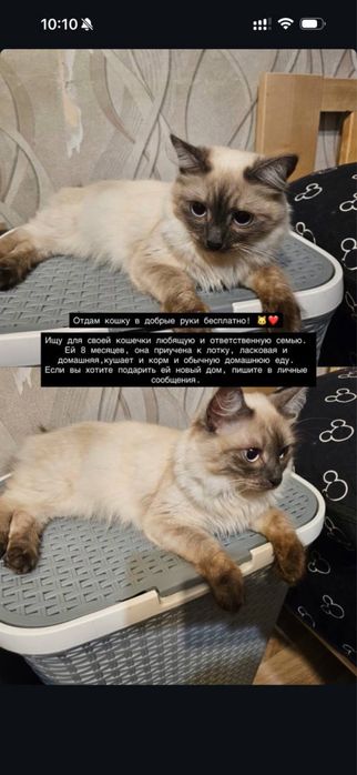 кошечка в добрые руки