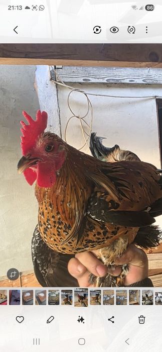 Pasarii mai multe rase ,schimb cu gaini outoare