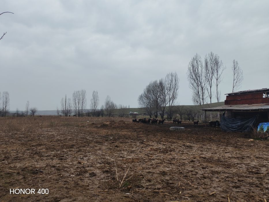 Bo'stonliq tumanidan mol chorvachiligi uchun mol xona yer sotiladi