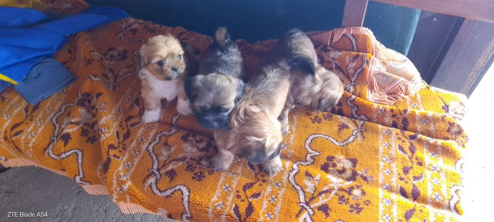Vând cateii SHYH TZU