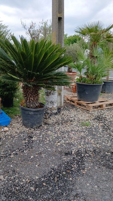 Plante exotice ,rezistente la ger