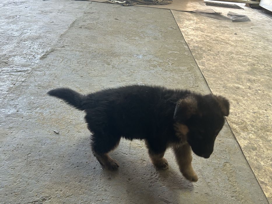 немецкий овчарка