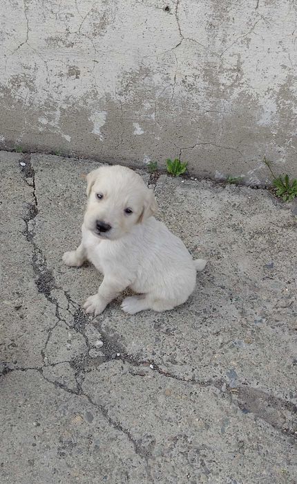 Щенки куртцхаар 5000 тенге