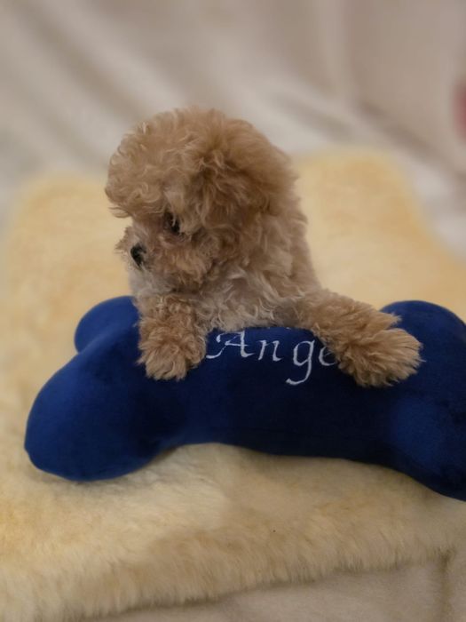 Maltipoo mini toy