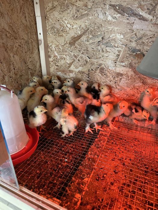 Pui cochinchina urias albastru