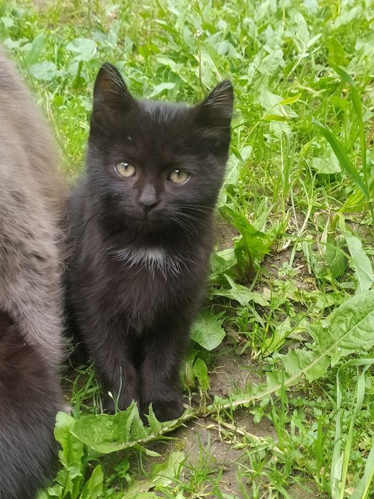 отдам котят в хорошие руки