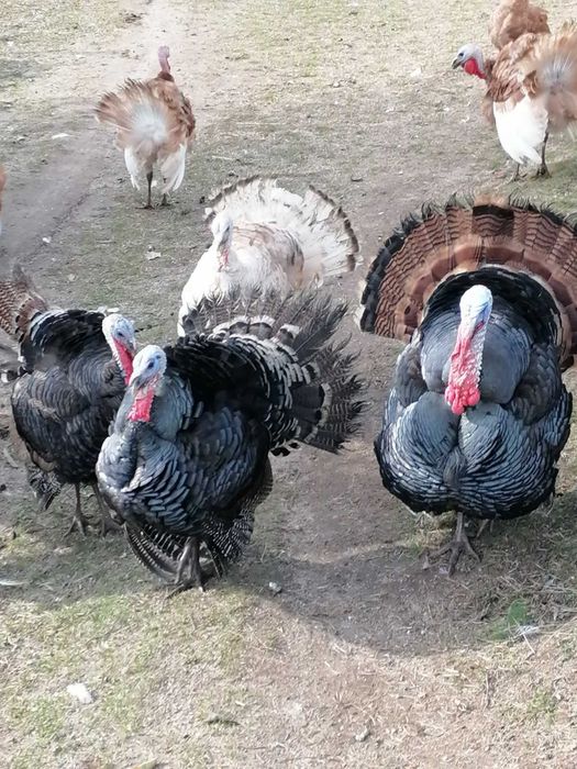 Продавам домашно гледани пуйки пуяци