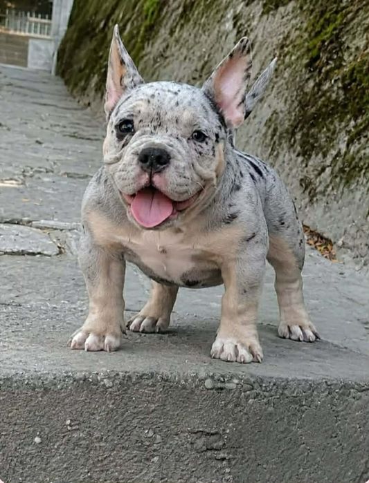 American bully micro exotik
