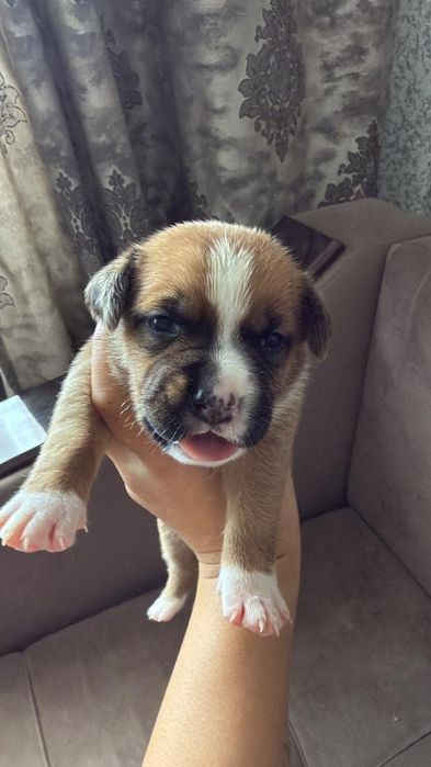 Продам щенков питбуля