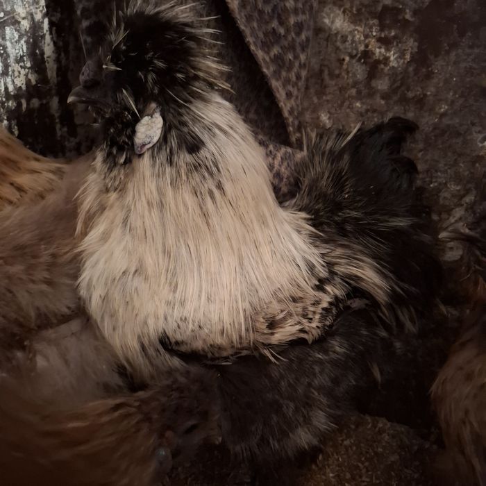 Здравствуйте. Продам петушка.