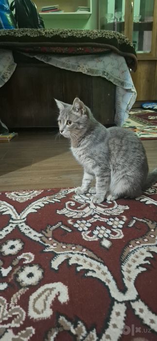 Kulrang tabby mushugi