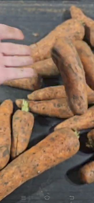 Морковь оптом овощи