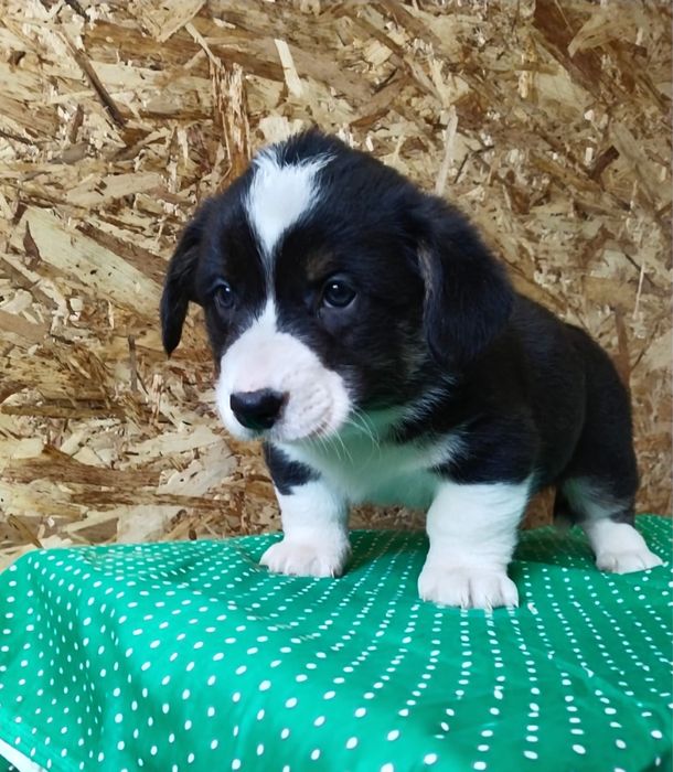 Вельш корги кардиган