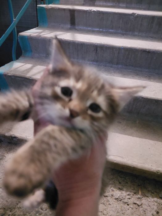 Отдам в добрые руки кошечку