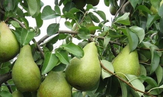 Par (Soiul Novembra )