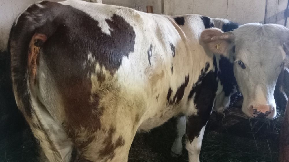 Vând juncă de 1 an jumătate