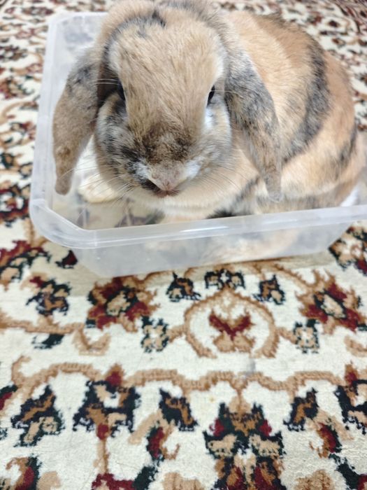 Quyon sotiladi baran