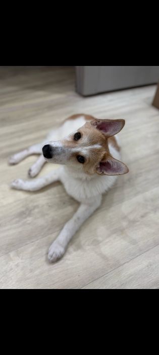 Отдам в добрые руки милую девочку