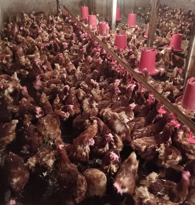 Vindem gaini de oua in tiata tara