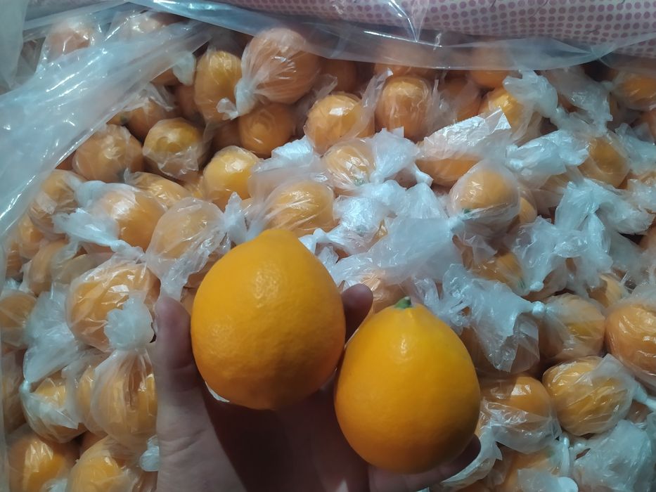 Limon ko'chatlari ishonchli