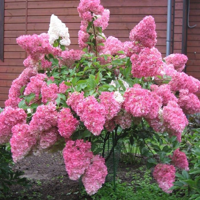 Сосна саженцы газон