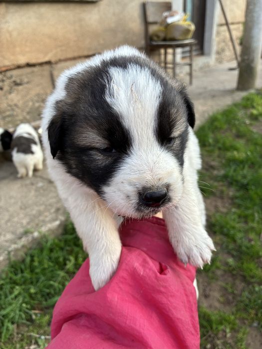 Малки кучетца търсят любящ дом