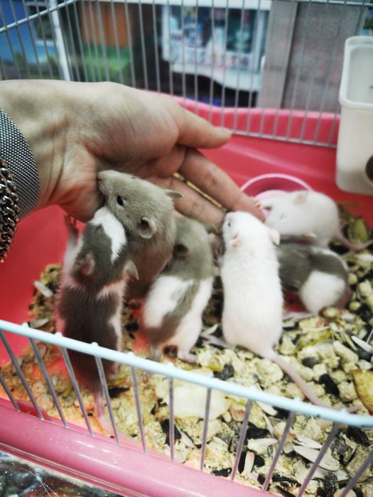 Декоротивные крыски