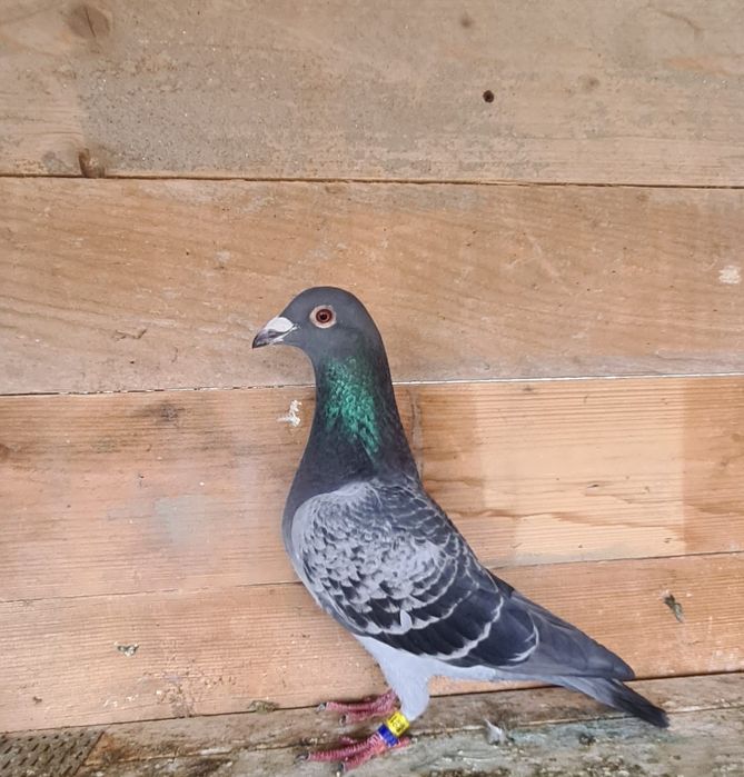 Disponibil doi mascul pentru doritori!