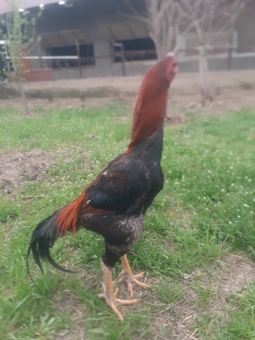 Туляк продаже спар есть