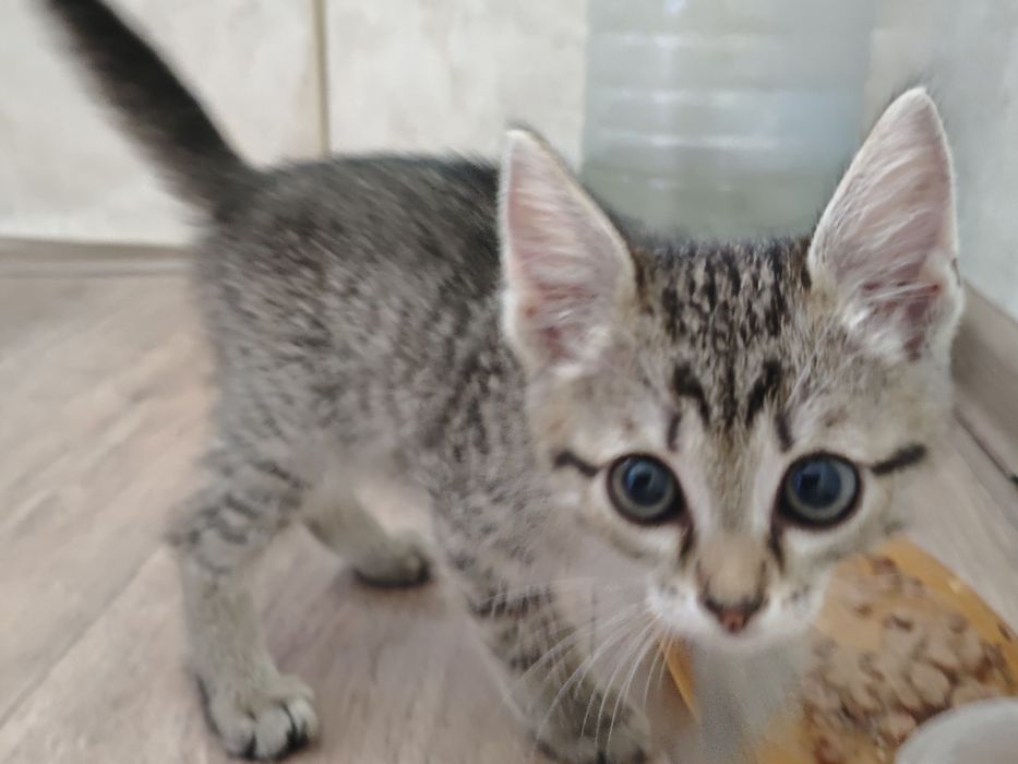 Котенок  домашний