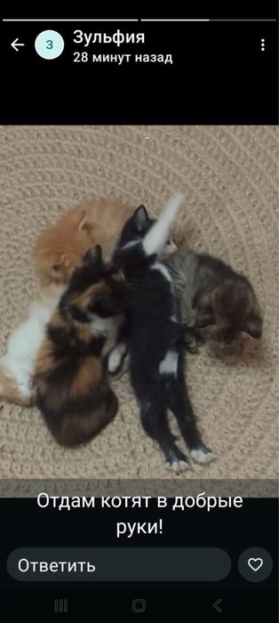 Отдам котят в добрые руки