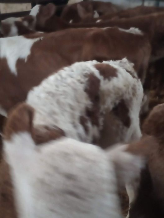 De vânzare vitei și vițele