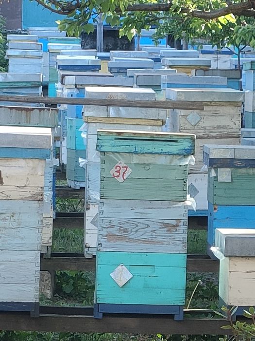 Vând familii de albine