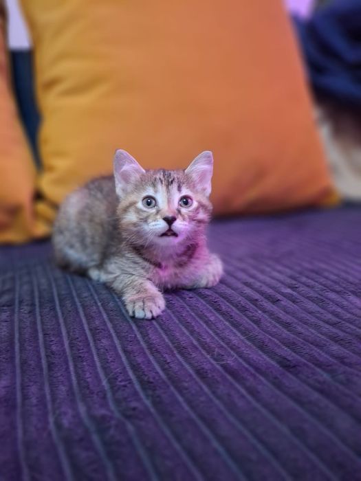 котёнок девочка 2,5 месяца