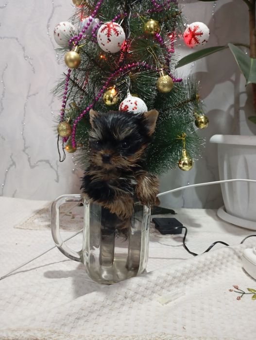 Продам щенков Йоркширский терьер