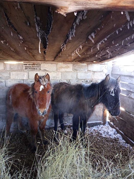 Срочно продам жеребят