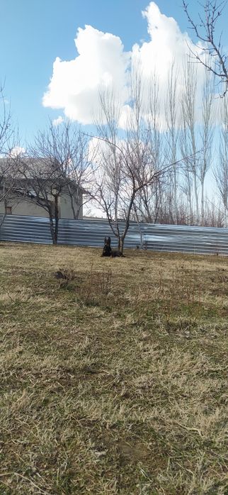 Doberman zotli it sotiladi